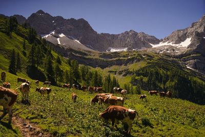 Horses grazing on field against mountains