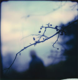 Close-up of silhouette plant against sky