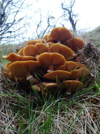 Close-up of mushrooms growing on tree