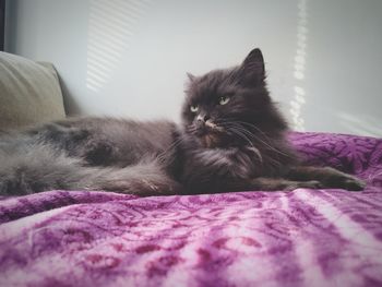 Cat resting on bed