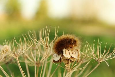 Close-up of wilted plant with caterpillar on field