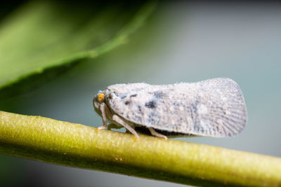 Close-up of insect