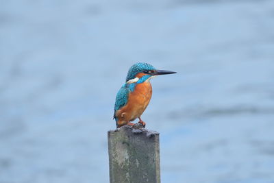 Close-up of bird perching on wooden post