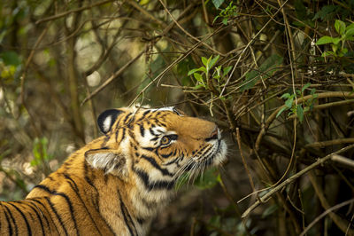 Close-up of a tiger