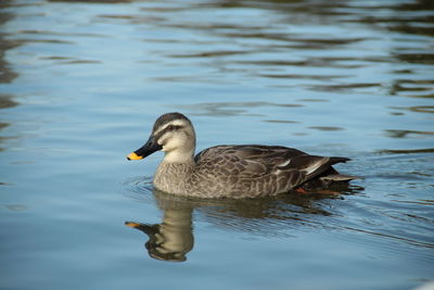 Duck swimming on lake