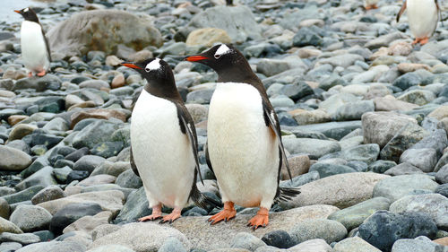 A gentoo penguin couple looking in the same direction