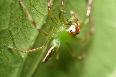 Close-up of spider on web