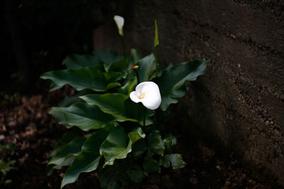 Close-up of white flowering plant