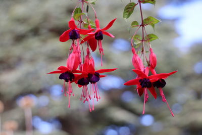 Close-up of red flowering plant