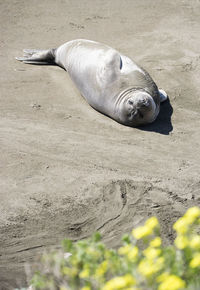 High angle view of seal on sand