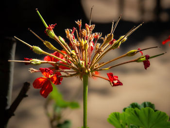 plant