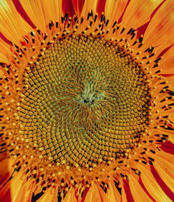 Full frame shot of sunflower