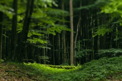 Trees in forest