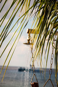 Close-up of plants against sky