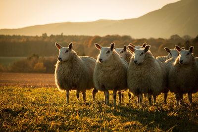 Sheep standing on field against sky