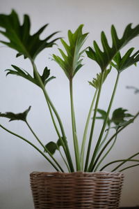 Close-up of potted plant