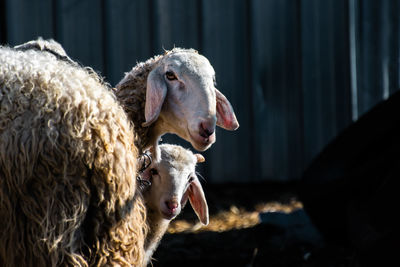 Portrait of sheep