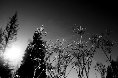 Low angle view of flowering plants against sky