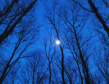 Low angle view of bare trees against sky