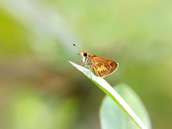 Butterfly on leaf