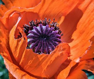 Close-up of orange flower