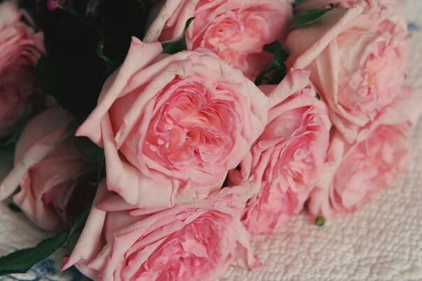 freshness, flower, petal, rose - flower, close-up, indoors, flower head, fragility, pink color, bouquet, beauty in nature, food, high angle view, food and drink, nature, no people, focus on foreground, still life, growth, bunch of flowers