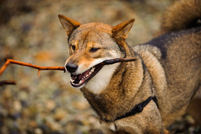 Shiba inu carrying stick in mouth