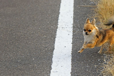 High angle view of dog running on road