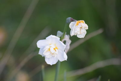 Close-up of white flowering plant