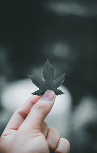 Close-up of hand holding leaf