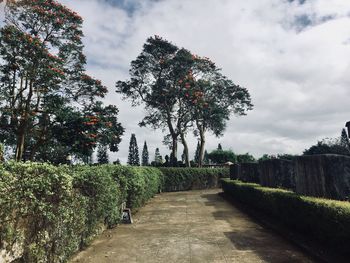 Trees on landscape against sky