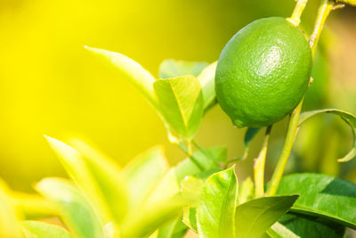 Close-up of fruit growing on plant