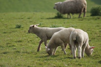 Sheep grazing in a field