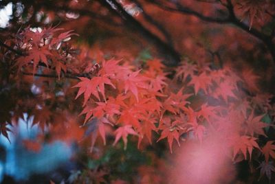 Close-up of maple leaves on tree