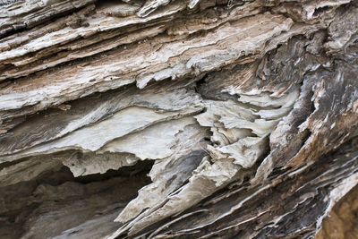 Close-up of tree trunk