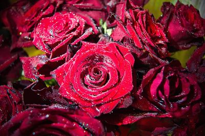 Close-up of wet red roses