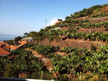 Plants and townscape against sky