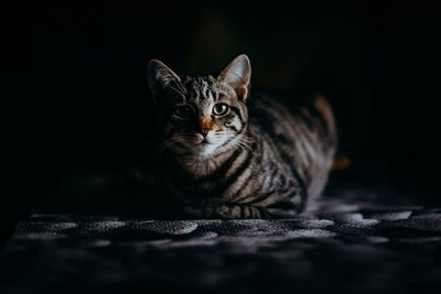 Portrait of tabby cat against black background