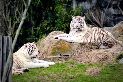 Tiger in a zoo