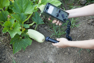 High angle view of person hand holding plant on field