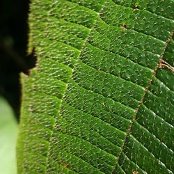 Close-up of leaves