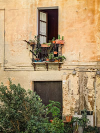 Potted plant on wall