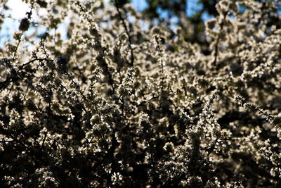 Full frame shot of snow covered tree