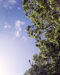 Low angle view of flowering tree against blue sky