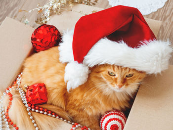 Ginger cat lies in box with christmas and new year decorations. fluffy pet with red santa claus hat.
