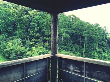 Low angle view of trees