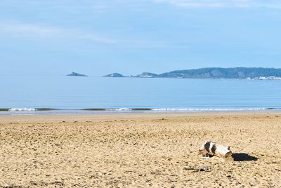 Dog on beach against sky