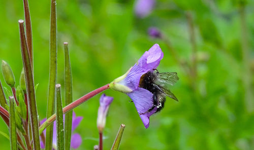 Close-up of insect pollinating on purple flower