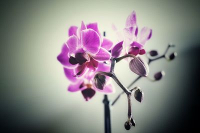 Close-up of purple flowers