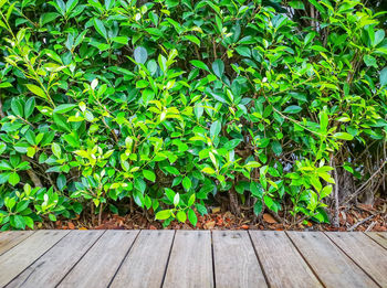 High angle view of plants growing on field